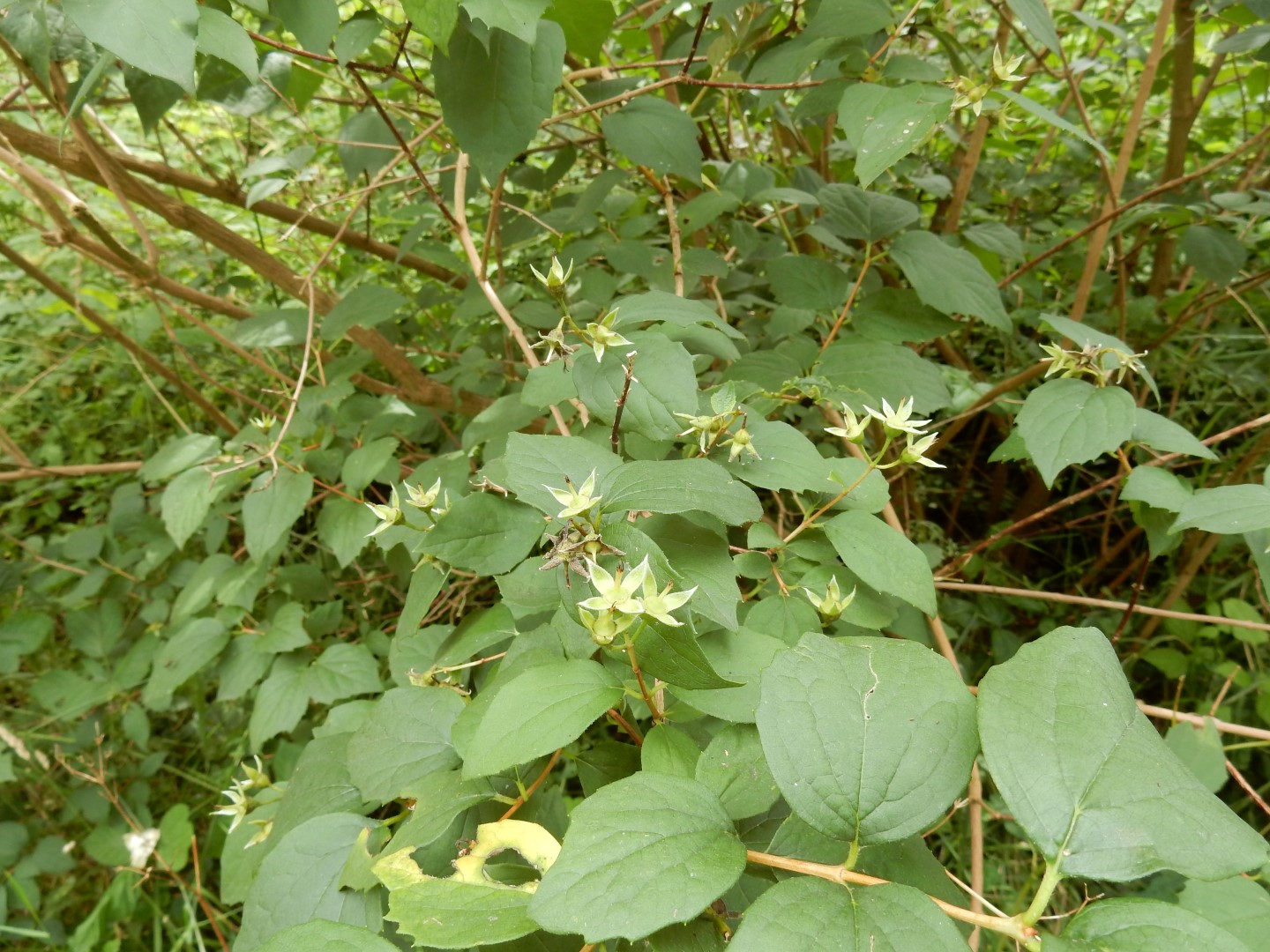 Hoe heet deze struik?